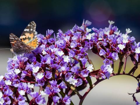 Sea lavender with small butterfly.