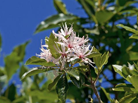 Cape chestnut blooms