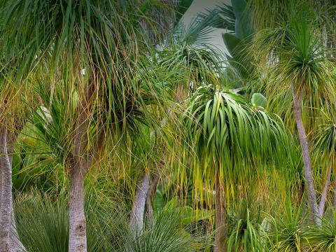 Ponytail palm trees