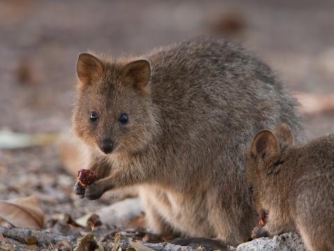 Quokka mom and baby eating fruit.
