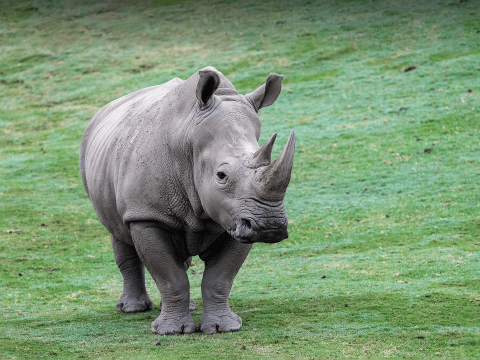 A southern white rhino stands in a grass field and looks slightly to the right.