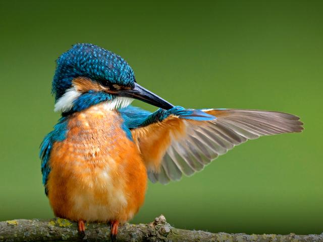 A kingfisher preening its extended wing
