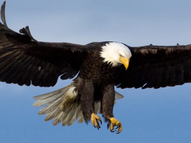 Bald Eagle, Alaska