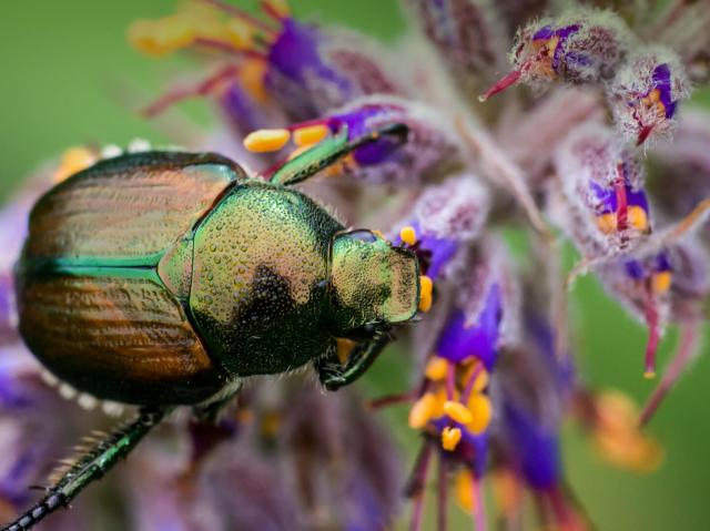 Shining Leaf Chafer Beetle