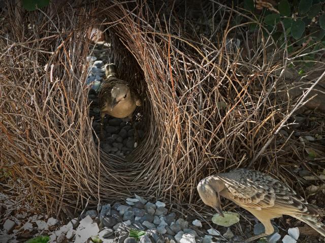 Male and female Great bowerbirds inspecting bower