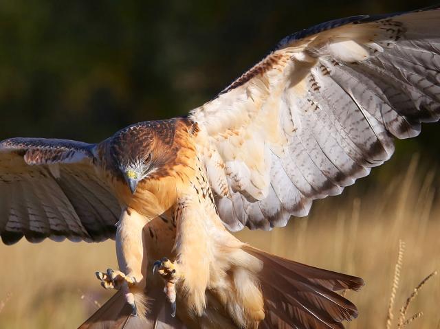 Red-tailed hawk landing
