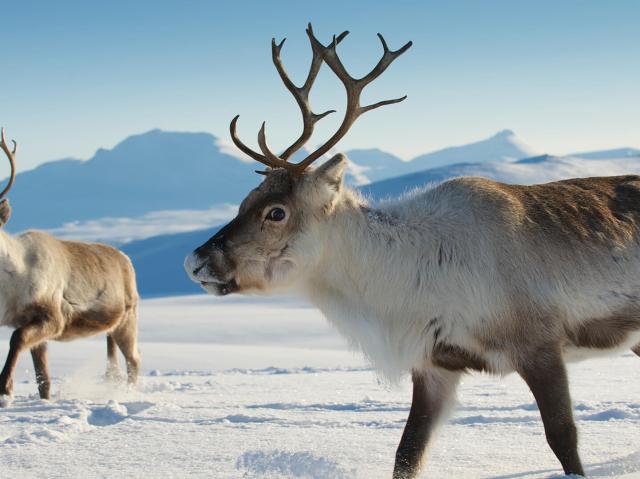 Reindeer in Tromso region, Northern Norway