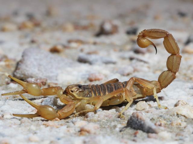 Scorpion in the Spanish desert