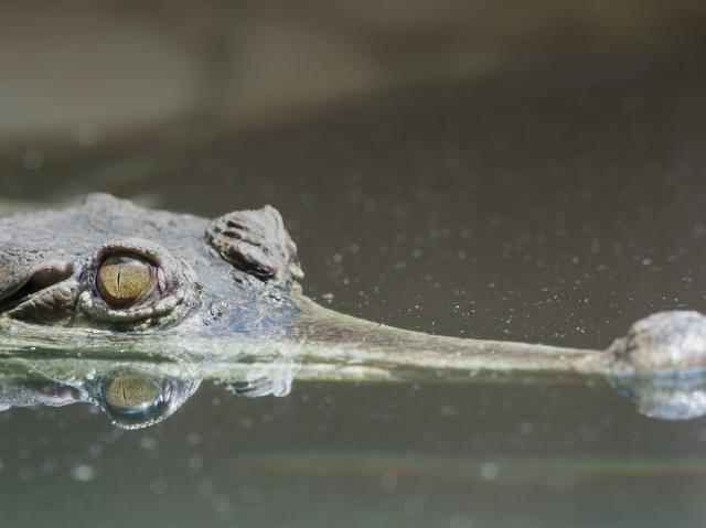 African Slender-snouted crocodile