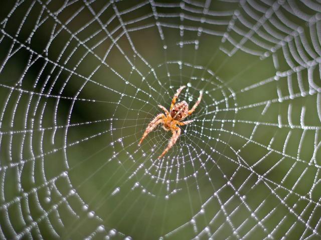 orb weaver spider