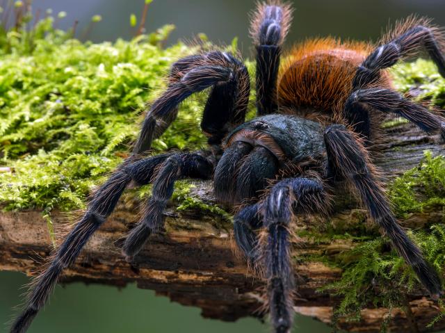 Greenbottle blue tarantula