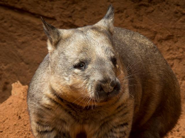 Southern hairy-nosed wombat