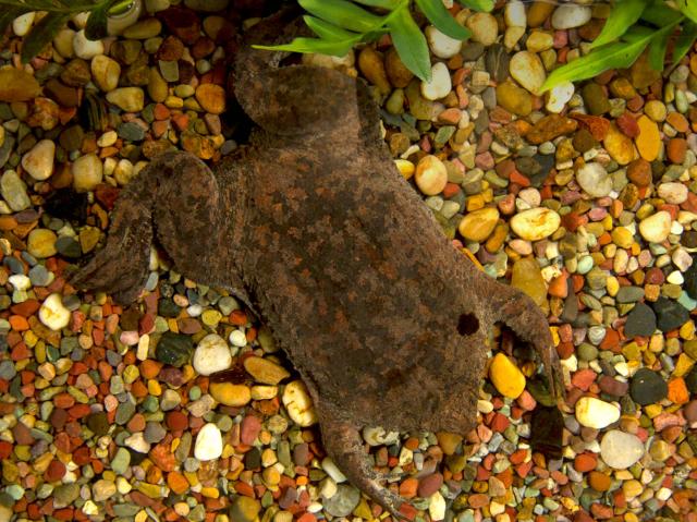 Surinam toad