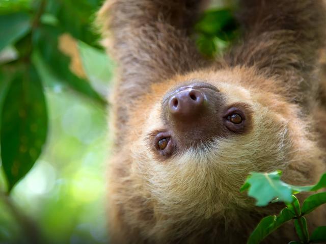 Two-toed sloth