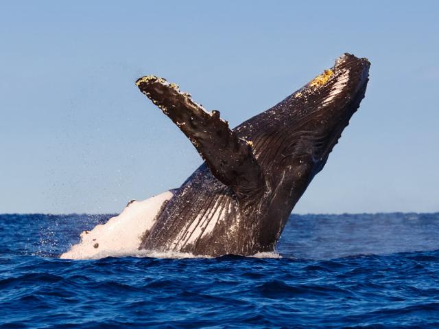 Humpback whale