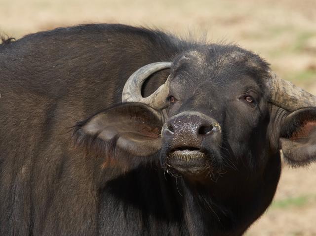 Cape Buffalo