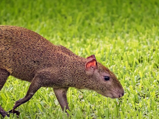 Agouti sniffs the grass