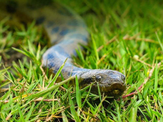 Anaconda slithers through the grass