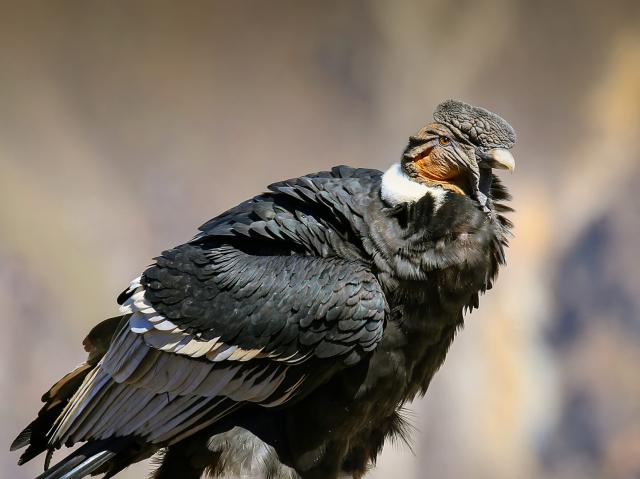 Andean Condor sitting at Mirador Cruz del Condor