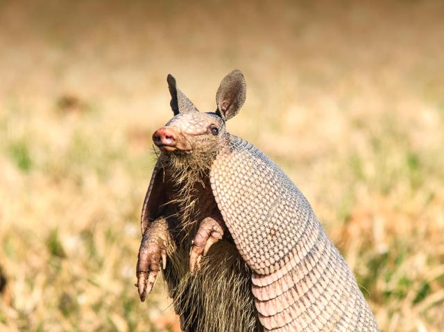 Armadillo on the prairie