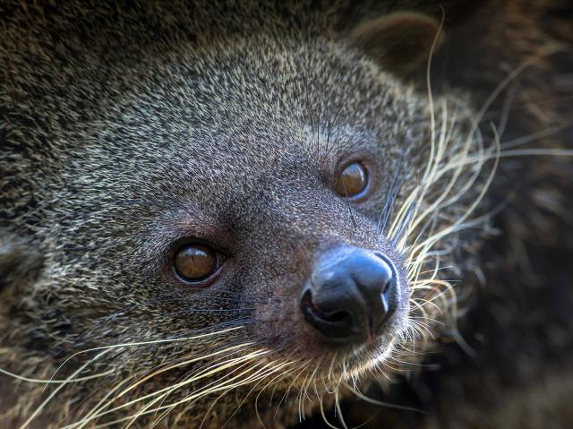 Binturong or Bear Cat
