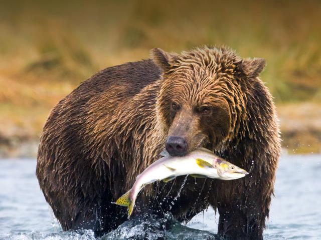 Alaskan brown bear