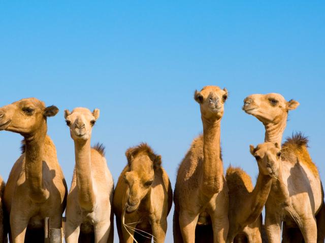 Eight young bactrian camels lined up in a row facing the viewer