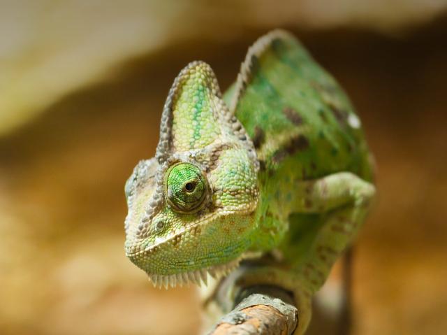 Veiled chameleon
