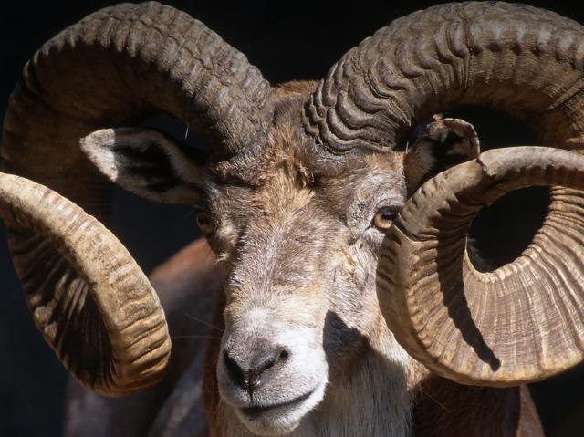 Closeup of a male Trandcaspian urial displaying his large, curved horns