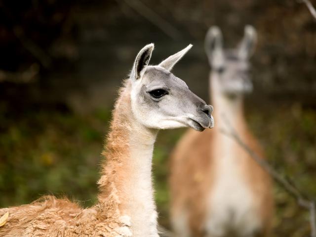 A pair of guanacos from Argentina