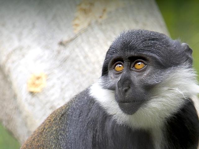 L'hoest guenon looking left and up