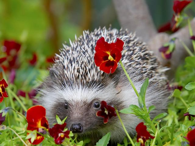 European hedgehog hides behind red pansy flower that it has nibbled on