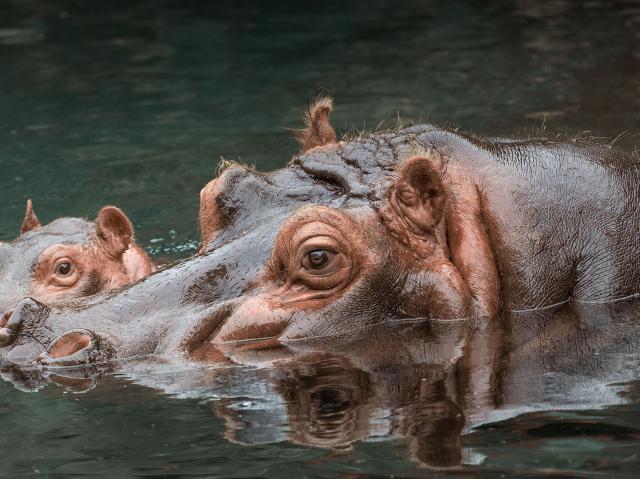East African Hippo mother and baby half submerged in water