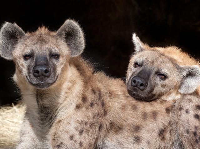 Spotted hyena Turbo rests his head on his brother, Zephyr's, back as they lay in their den.