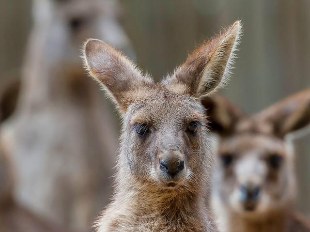 A group of wallabies stare head on at the camera