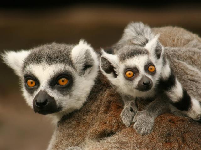 Ring-tailed lemur mother and baby