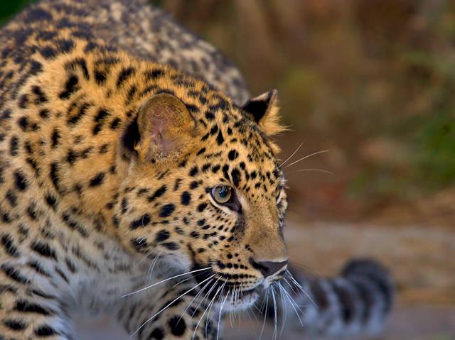 Amur leopard looking to the right with blurred jungle background