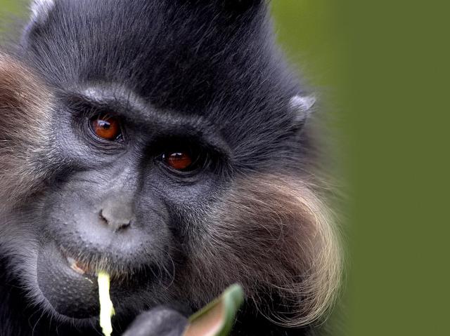 Close up of a mangabey monkey's face as he chews on a piece of food