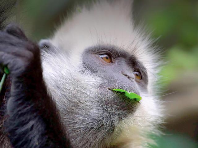 Closeup of a white-headed langur holding onto a branch while it holds a green leaf in its mouth
