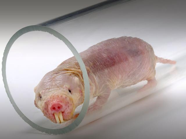 A naked role rat peeks its head out from a transparent plastic tube