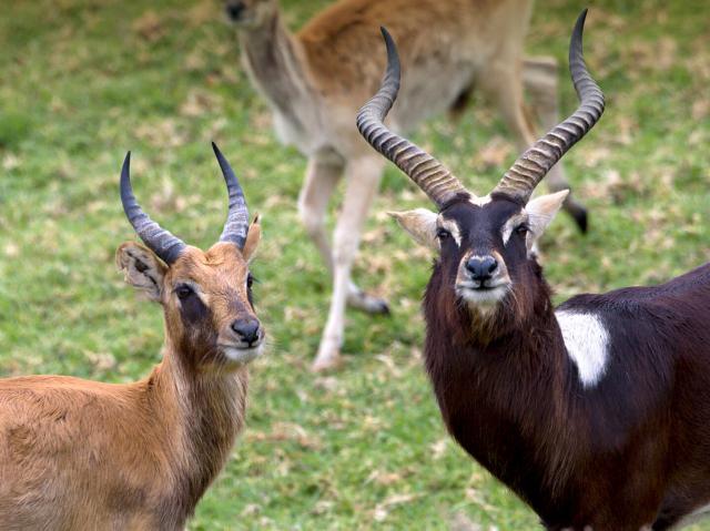 Female Nile lechwe displaying light coat, and male displaying dark coat