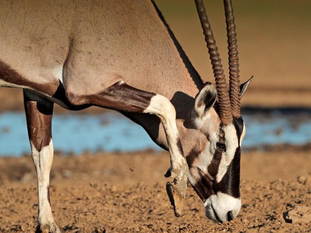 Gemsbok oryx with head lowered