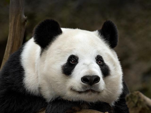 Giant Panda Bai Yun gazes into the distance