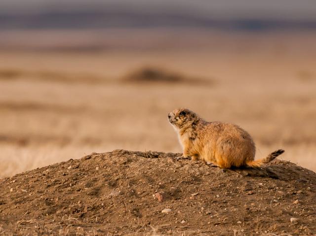 Black-tailed Prairie Dog at Sunset
