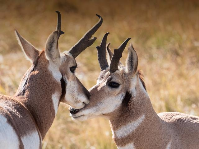 pronghorn
