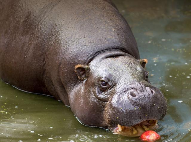 Pygmy hippo enjoys an apple
