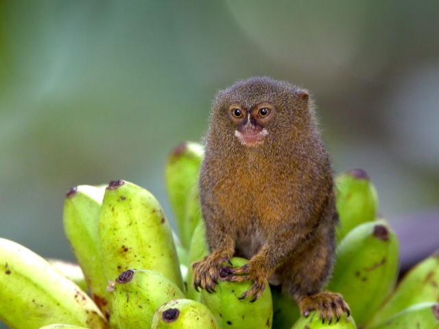 Pygmy marmoset sits on a bunch of bananas
