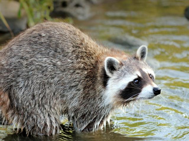 Raccoon wading into water