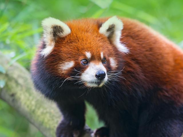 Red panda in tree