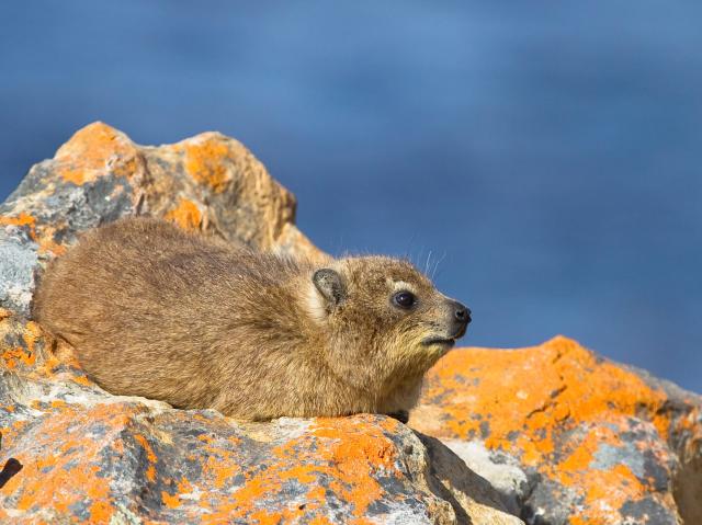 A Rock Hyrax or Dassie, on lichen covered rocks in Cape Peninsula, South Africa